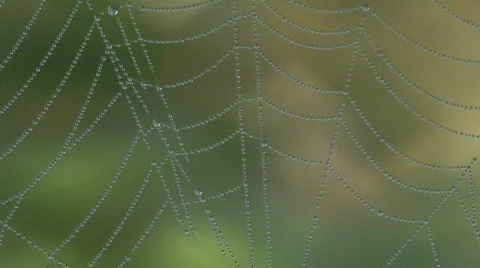 Dew Drops On Spider Web Stock Footage 796669