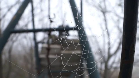 Dew drops on spider web Stock Footage 76005423