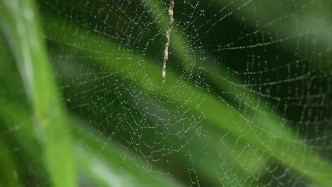 Dew drops on spider web Stock Footage 252014313
