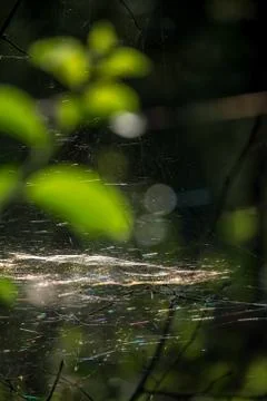 Dew drops on spider web in forest. Stock Photos