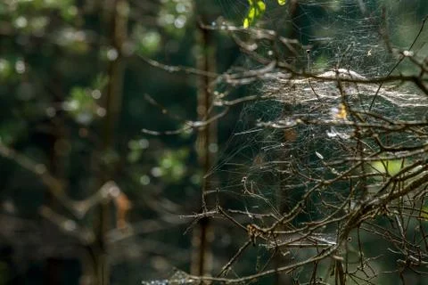 Dew drops on spider web in forest. Stock Photos