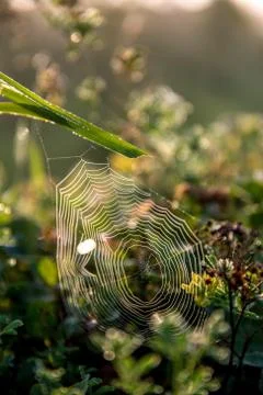 Dew drops on spider web in forest. Stock Photos