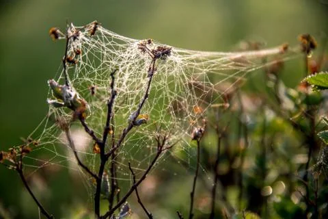 Dew drops on spider web in forest. Stock Photos