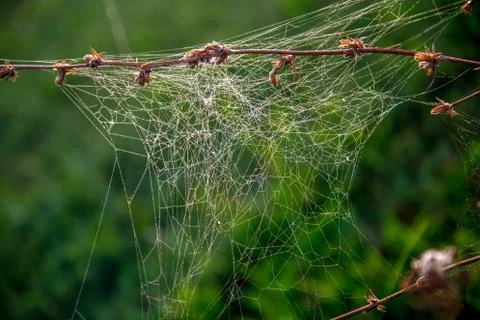 Dew drops on spider web in forest. Stock Photos