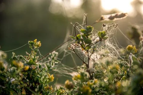 Dew drops on spider web in forest. Stock Photos