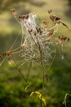 Dew drops on spider web in forest. Foto stock