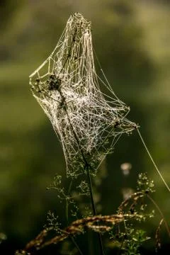 Dew drops on spider web in forest. Stock Photos