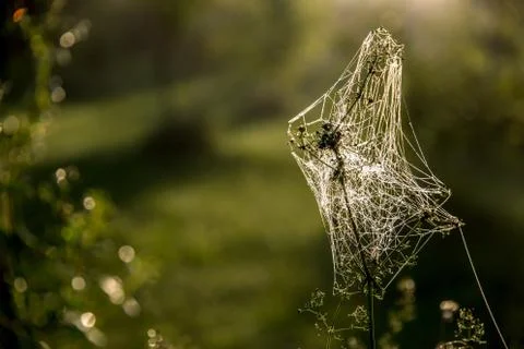Dew drops on spider web in forest. Stock Photos
