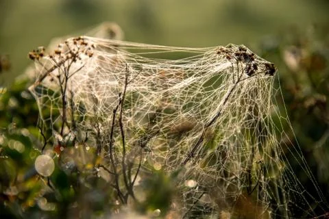 Dew drops on spider web in forest. Stock Photos