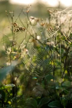 Dew drops on spider web in forest. Stock Photos