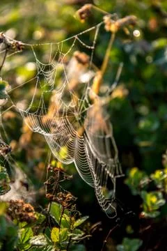 Dew drops on spider web in forest. Foto stock