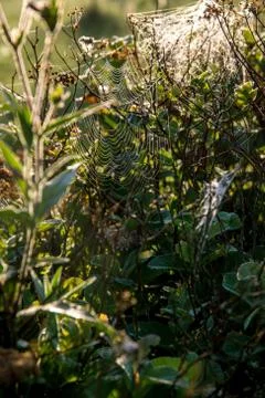 Dew drops on spider web in forest. Stock Photos