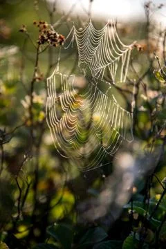 Dew drops on spider web in forest. Stock Photos