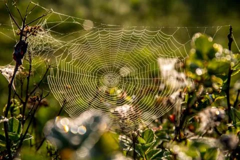 Dew drops on spider web in forest. Stock Photos