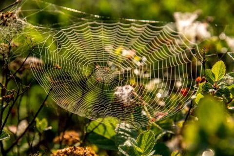 Dew drops on spider web in forest. Stock Photos