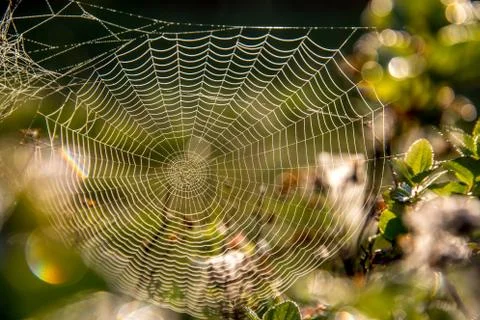 Dew drops on spider web in forest. Foto stock