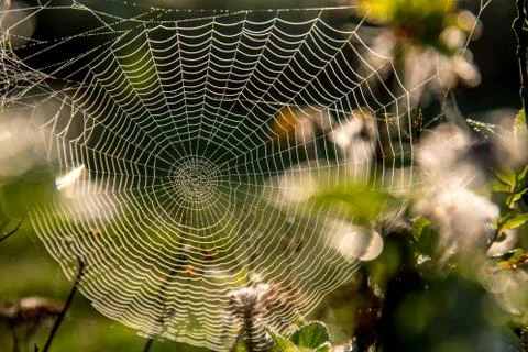 Dew drops on spider web in forest. Stock Photos