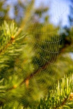 Dew drops on spider web in forest. Stock Photos