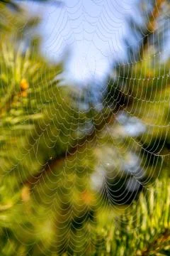 Dew drops on spider web in forest. Stock Photos
