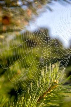 Dew drops on spider web in forest. Stock Photos