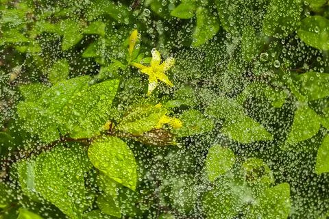 Dew drops on a spider web in the forest grass Stock Photos