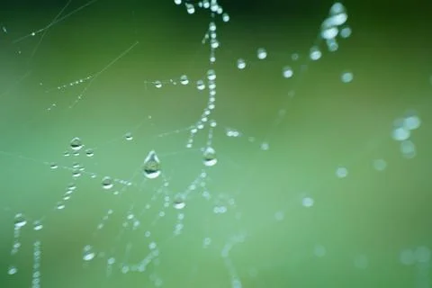 Dew drops on spider web with green blurred background Stock Photos