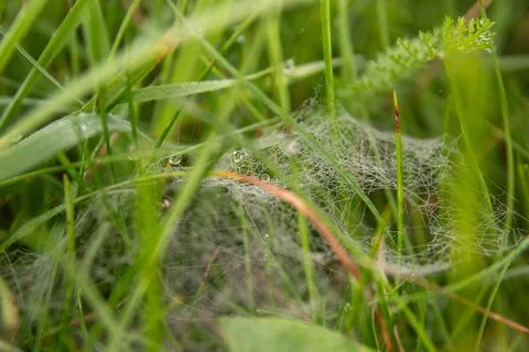Dew drops on spider web in green grass Stock Photos