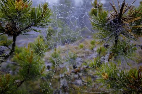 Dew drops on a spider web hanging from a pines. Stock Photos