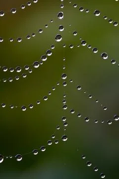 Dew drops on a spider web. Foto stock