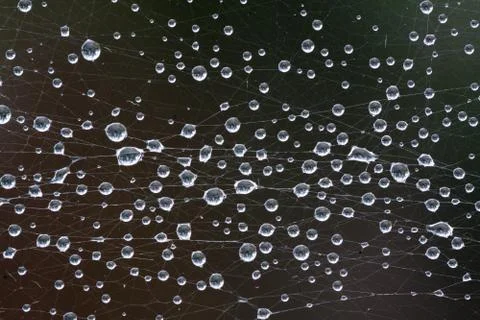 Dew drops on a spider web. Foto stock