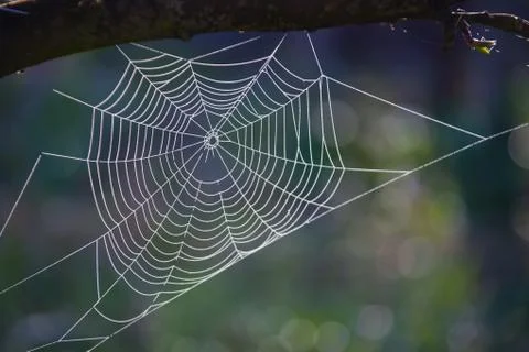 Dew drops on a spider web Stock-Fotos