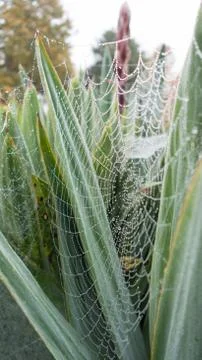 Dew drops in a spider web Stock Photos
