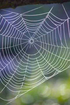 Dew drops on a spider web Stock Photos