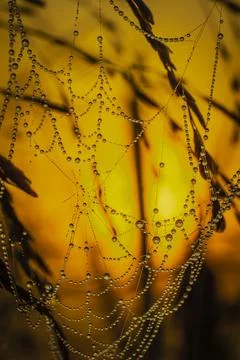 Dew drops on a spider web Stock Photos