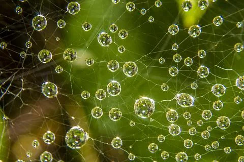 Dew drops on a spider web Photos