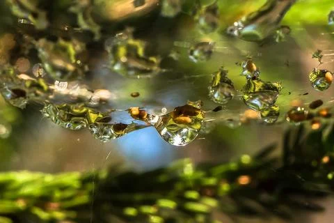 Dew drops on a spider web with reflections Stock Photos