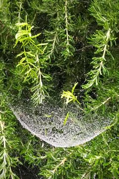 Dew drops on a spider web. Spider web against the background of vegetation Foto stock