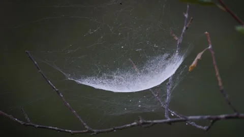 Dew drops on spider web spun between branches 動画素材 260153992