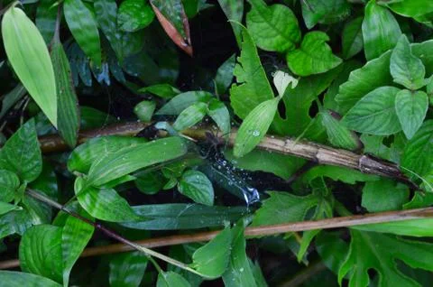 Dew drops on a spider web in the wild. The foliage is so thick that the groun Stock Photos