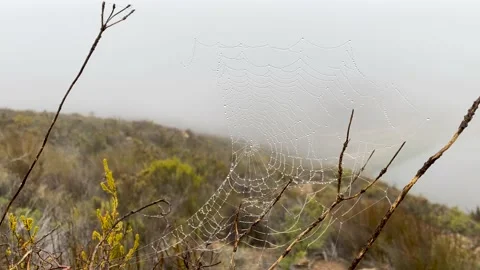 Dew drops on a spiderweb in the bush Stock Footage 181484045