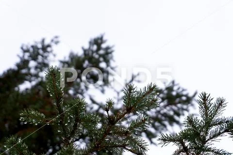 Dew drops on spruce branches. Dew drops close up. Thaw Stock Photos