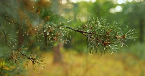 Dew drops on spruce needles, close-up. Fluffy spruce branches, long needles, the Stock Footage 138276624