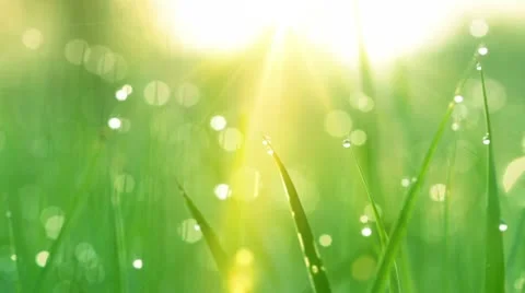 Dew drops in the sun on green grass. shot with slider. Stock Footage
