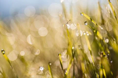 Dew drops in the sun Stock Photos