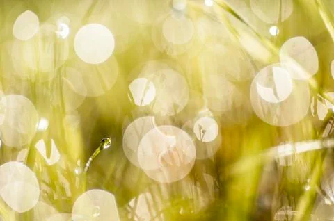 Dew drops in the sun Stock Photos