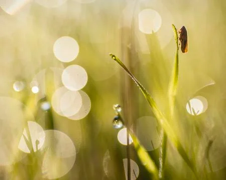 Dew drops in the sun Stock Photos