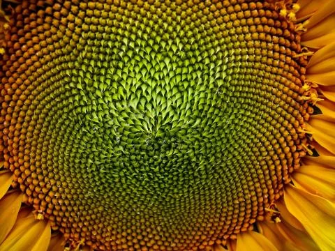 Dew drops on a sunflower Foto stock