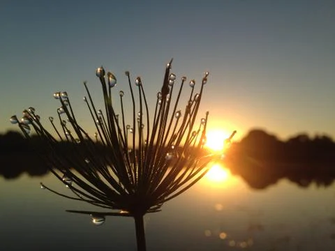 Dew drops sunrise 写真素材