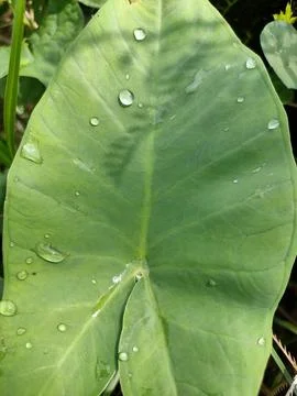 Dew Drops on Taro Leaf Stock Photos