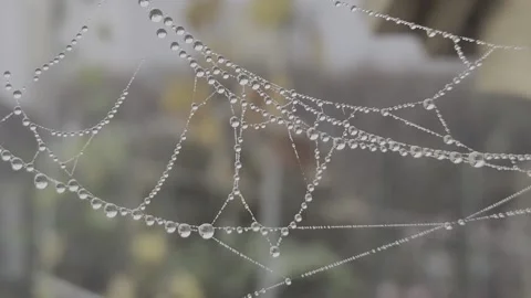 Dew drops on thin cobwebs Stock Footage 295138655